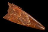 Fossil Pterosaur (Siroccopteryx) Tooth - Morocco #127695-1